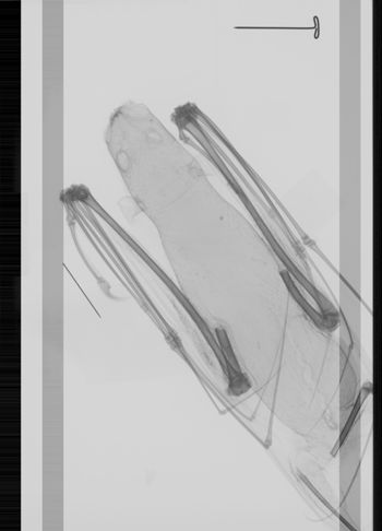 Media type: image; Mammalogy 35053   Description: Xray of skin.;